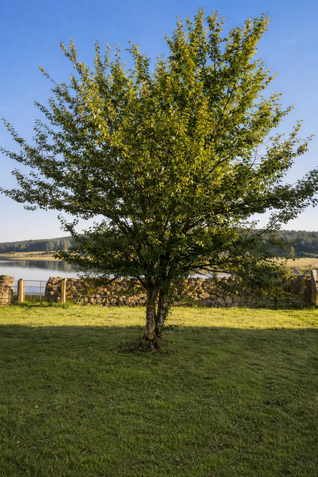 Learn more about Alaria - the name of a plum tree thriving on our therapeutic forest school site