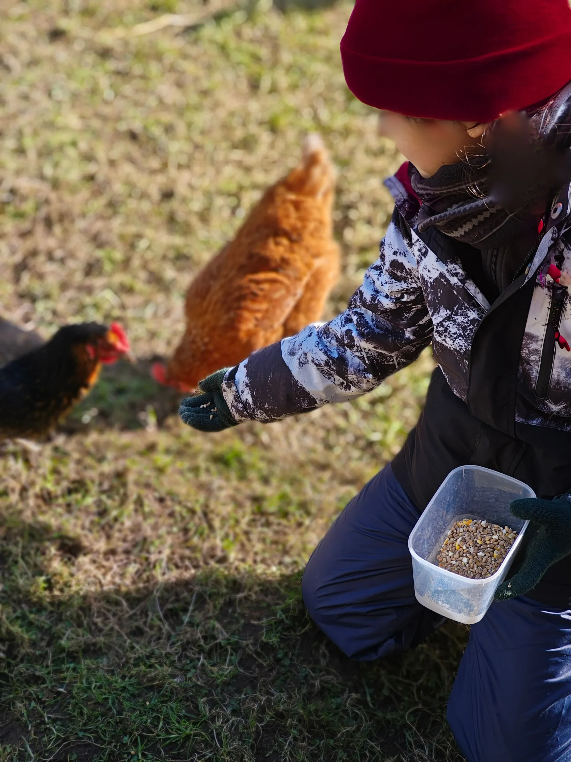 Child feeds chickens in forest school workshop, nature-based therapeutic play for wellbeing and small-group learning.