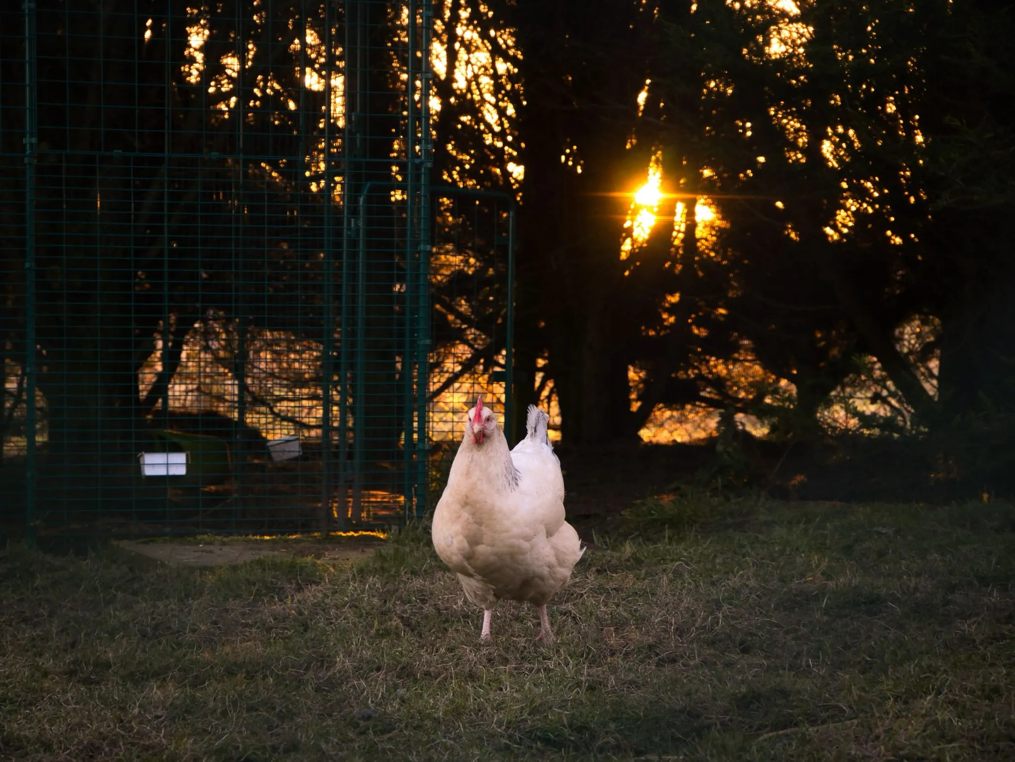 therapeutic-support-south-lanarkshire-animal-assisted-therapy