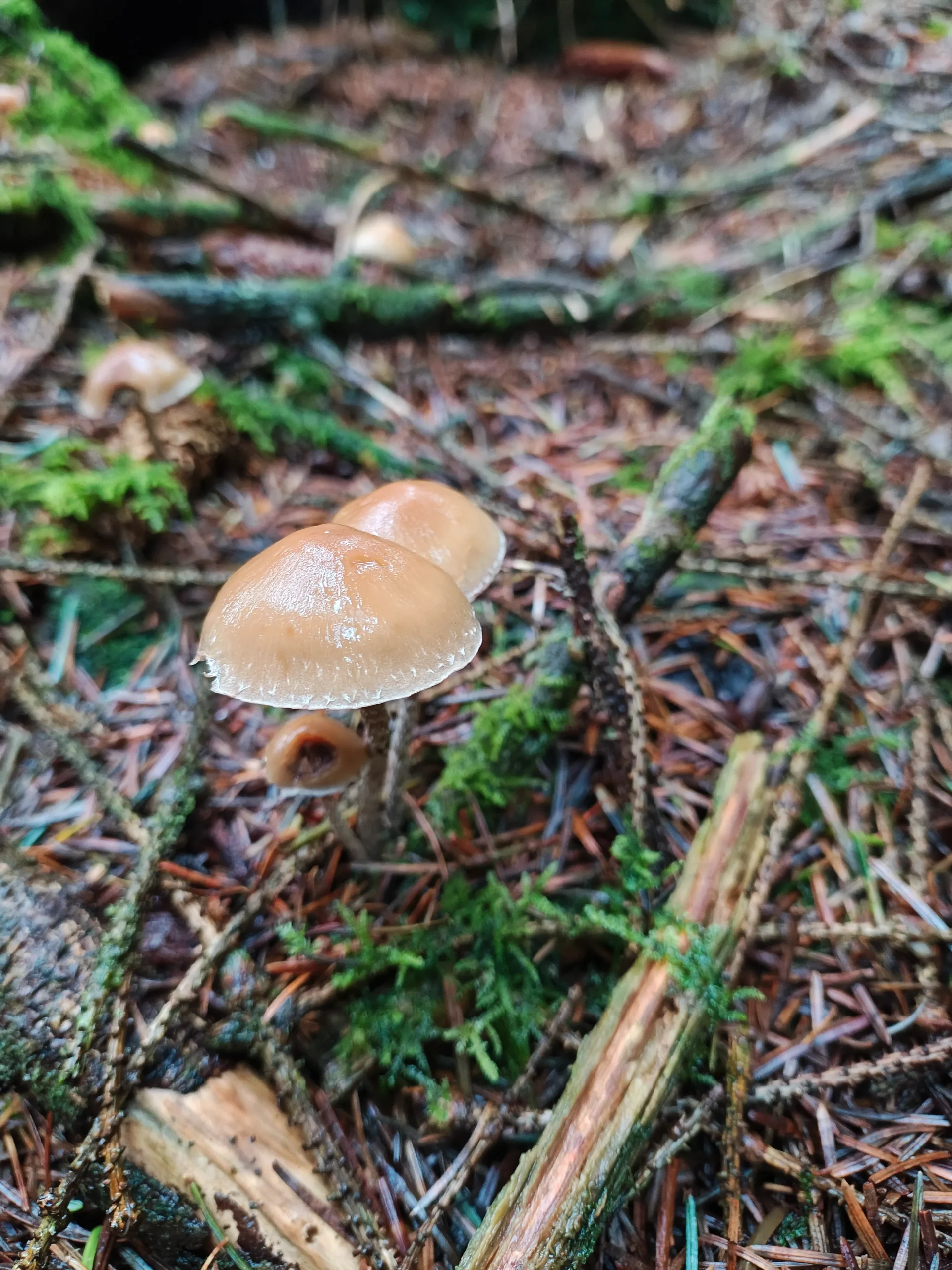 Close-up mushrooms on mossy forest floor—forest school outdoor learning, nurturing wellbeing and small-group nature play.