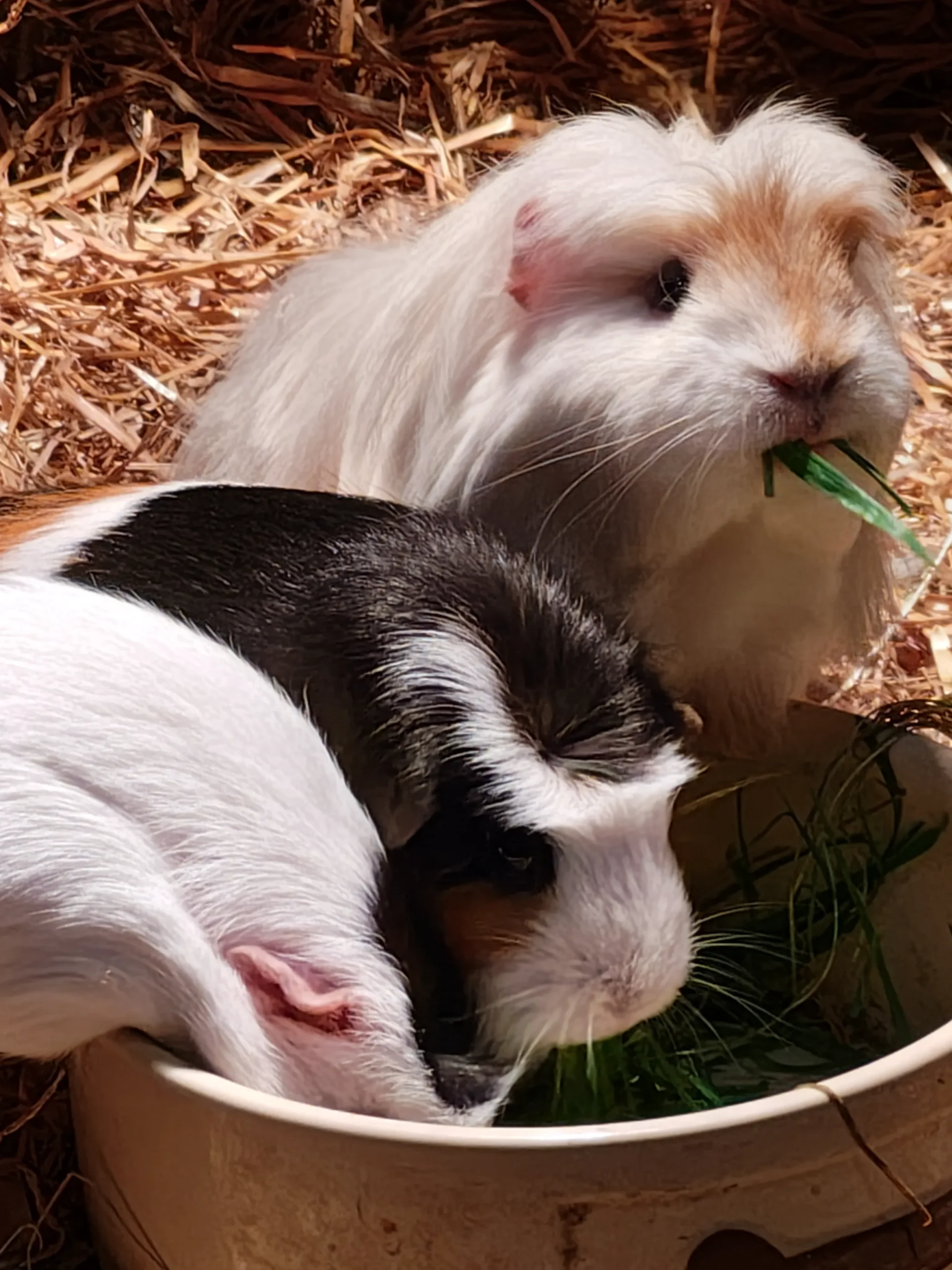 Guinea pigs taking part in young person counselling session at Alaria CIC