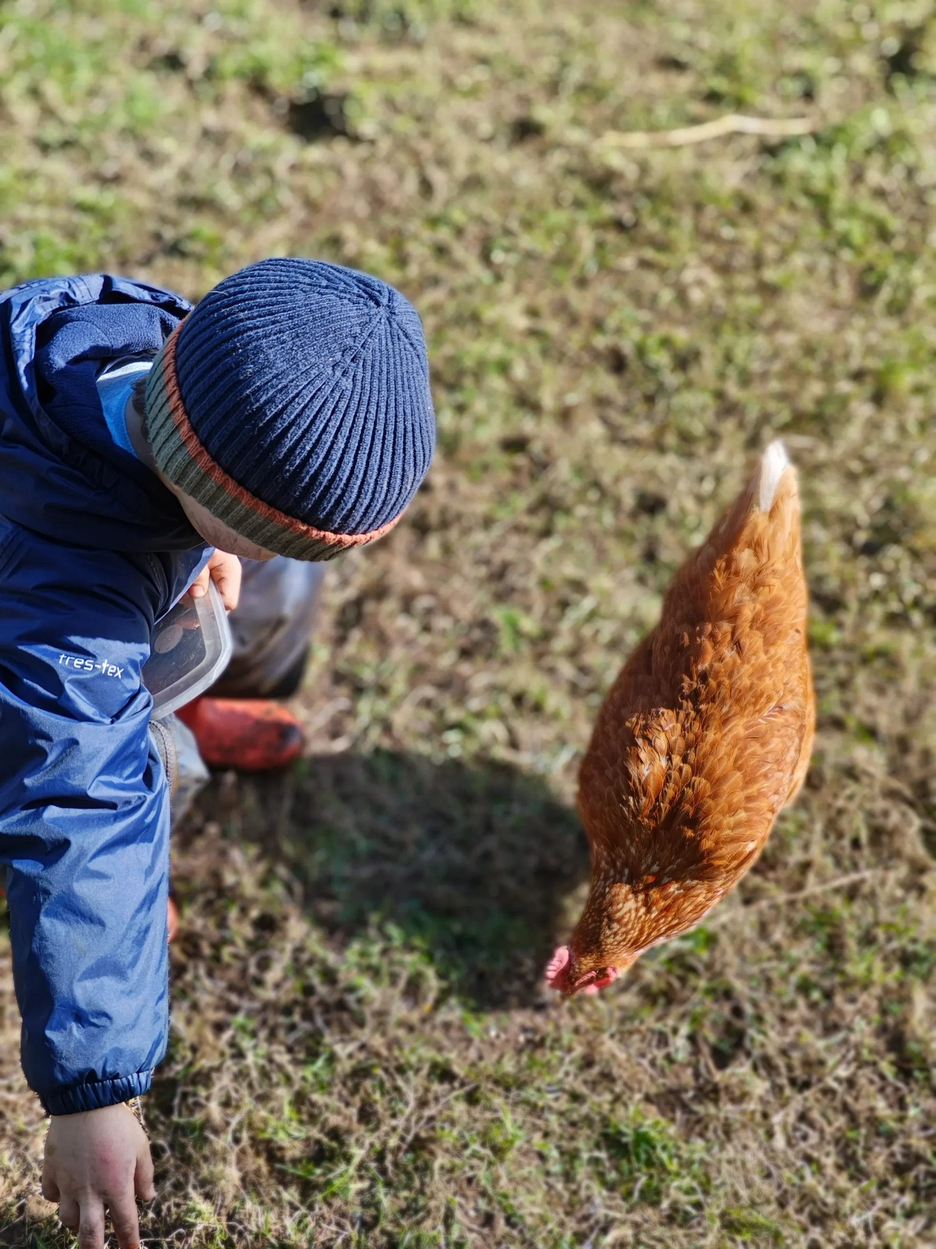 Child feeds chickens in forest school workshop, nature-based therapeutic play for wellbeing and small-group learning.